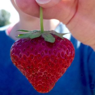 The perfect 'berry